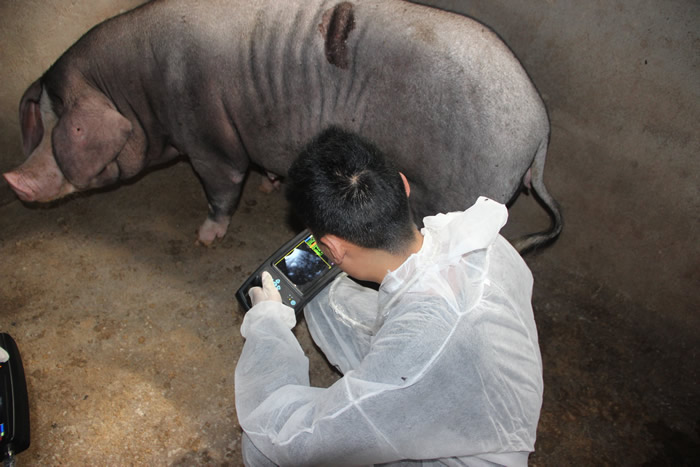 獸用B超機,獸用b超,獸用孕檢B超,豬用B超機,林下養豬
